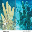 Failure to respond to a coral disease ...