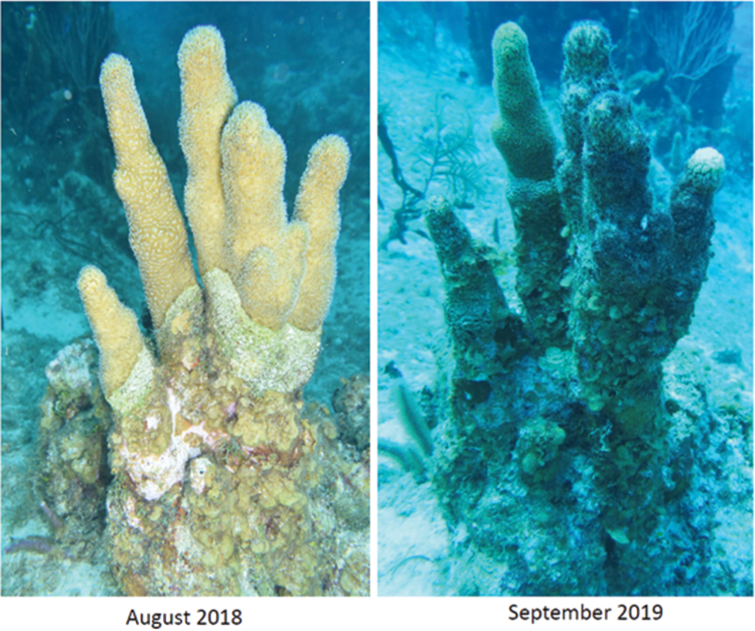 Failure respond coral disease epizootic Florida: causes and consequences